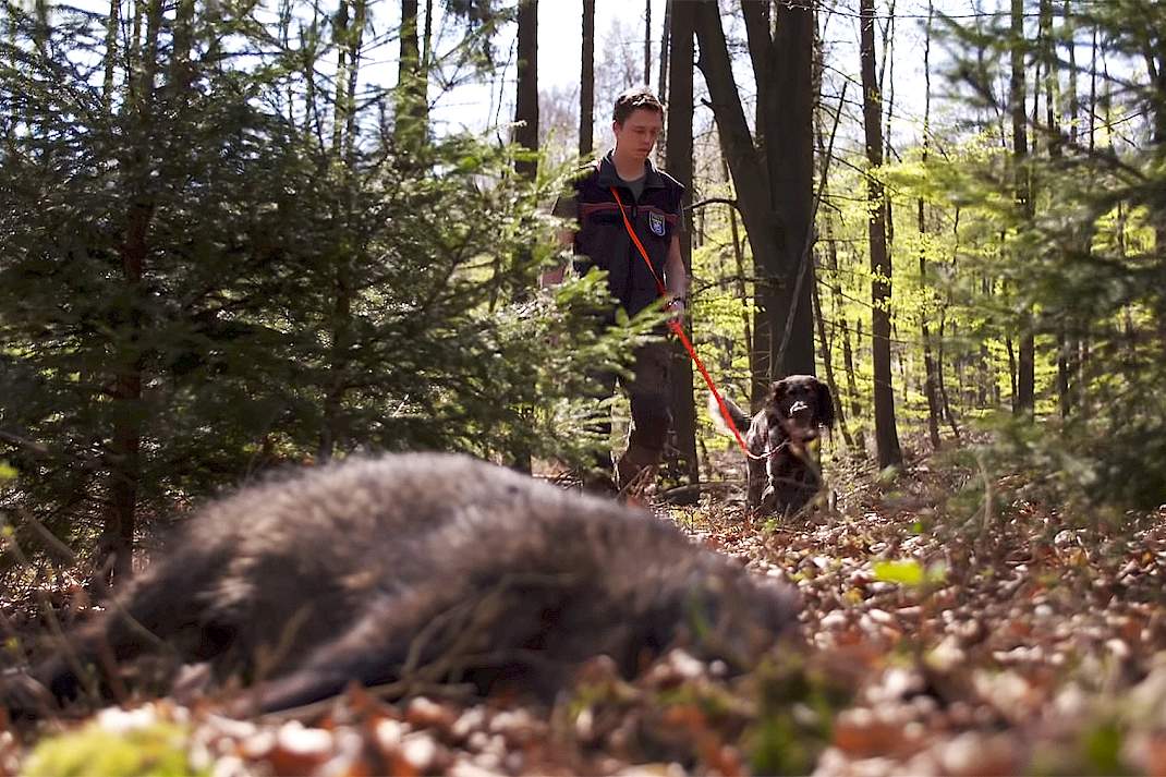 Dood everzwijn met varkenspest gevonden in bossen Brandenburg