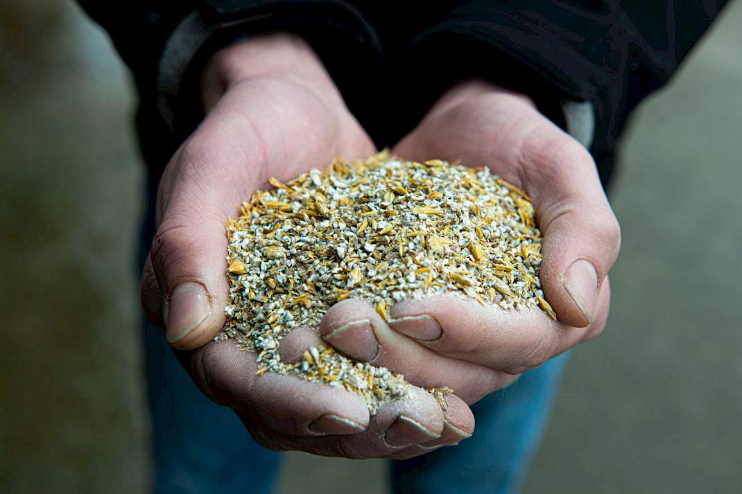 Maxammon Grain kan passen in een rantsoen met suikerrijk voorjaarsgras
