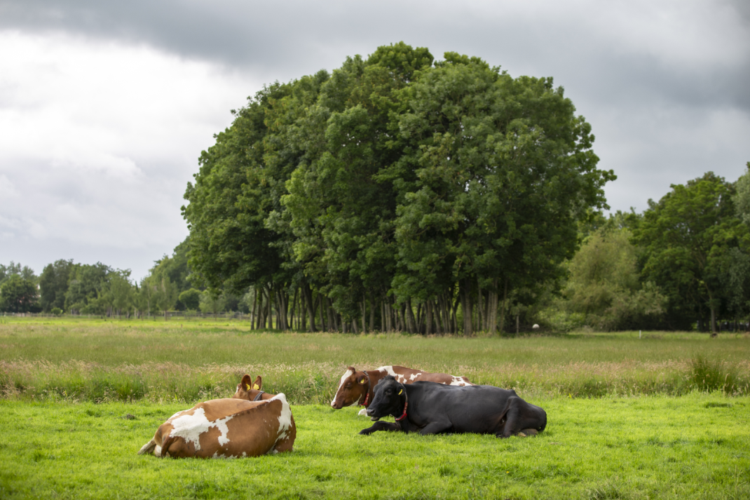 Weide met koeien