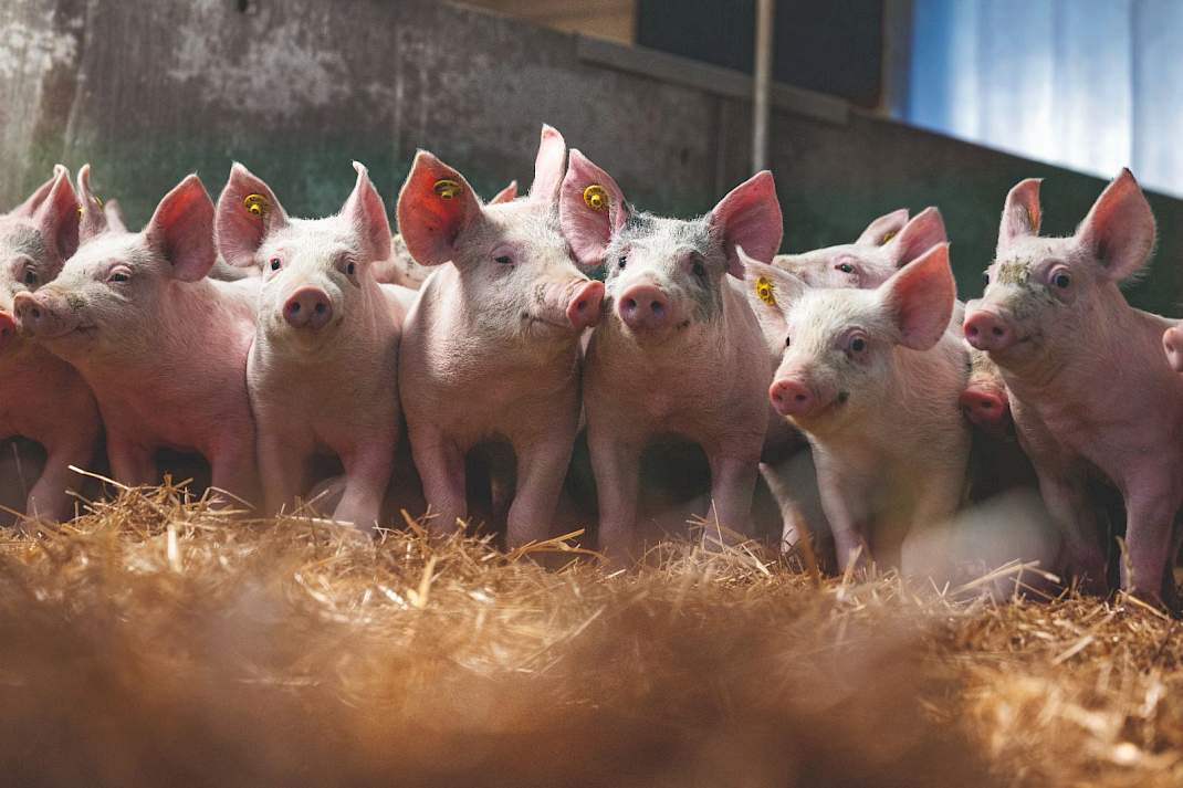 Een hoger dierenwelzijn betekent hogere kosten, maar de overheid biedt geen garanties voor een meerprijs.