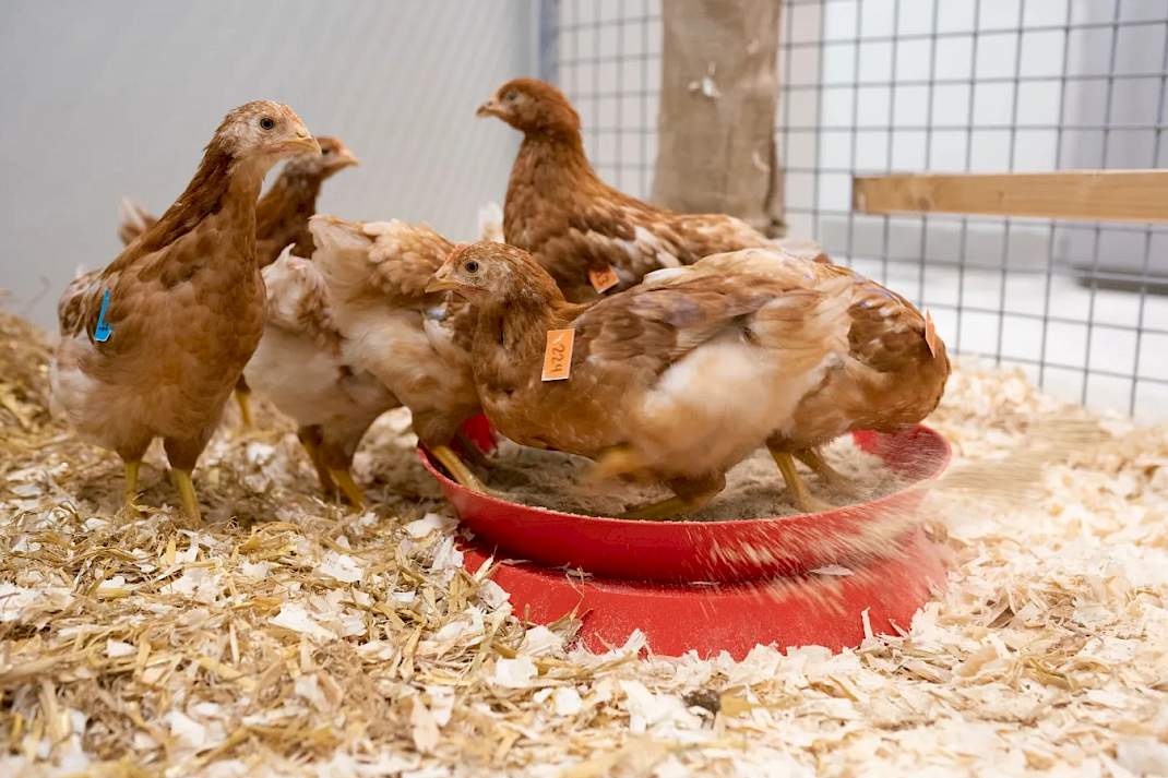 In de dierfaciliteiten van WBVR zijn de dieren bewust geïnfecteerd met het vogelgriepvirus