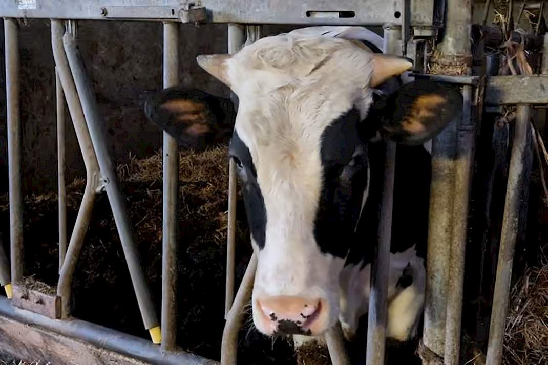 Stier zonder oormerken aan het voerhek