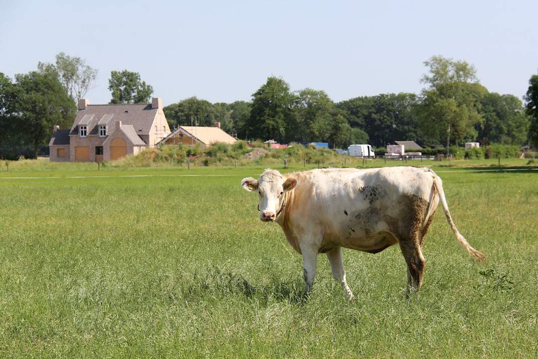 Rundvee in de wei