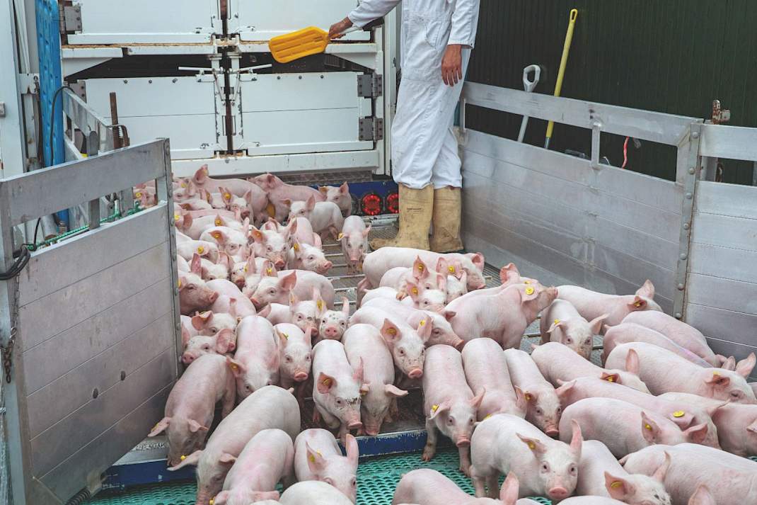 De Deense regering wil minder levende biggen exporteren en meer dieren in eigen land verwerken.