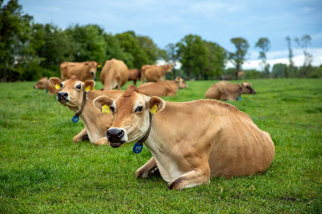 Jerseykoe in de wei