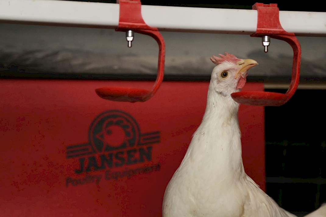 Een leghen die drinkt.