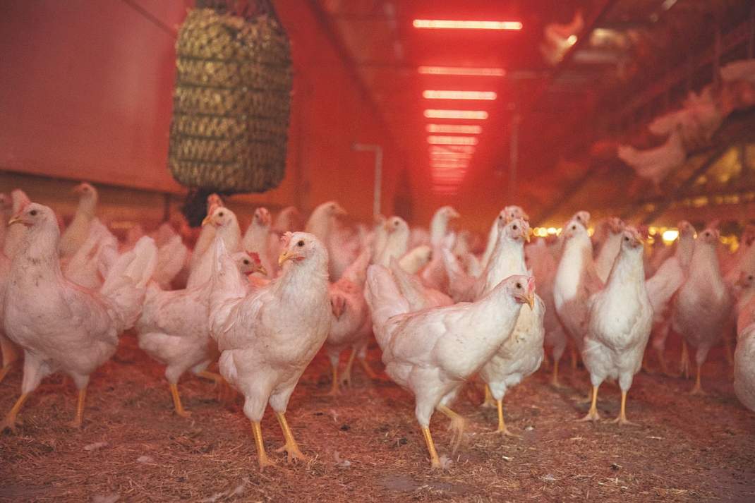 Een hoger dierenwelzijn betekent hogere kosten, maar de overheid biedt geen garanties voor een meerprijs.