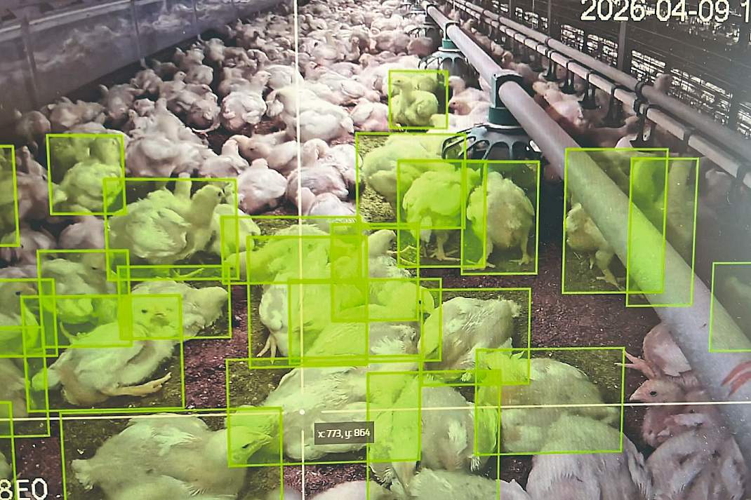 Camerabeeld uit de patiostal van Kuijpers Kip met de automatisch detectie van individuele vleeskuikens door het FlockVision-systeem van Royal GD.