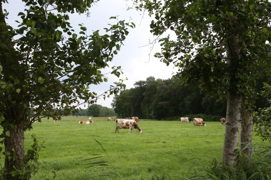 Melkveebedrijf nabij Natura 2000-gebied de Veluwe