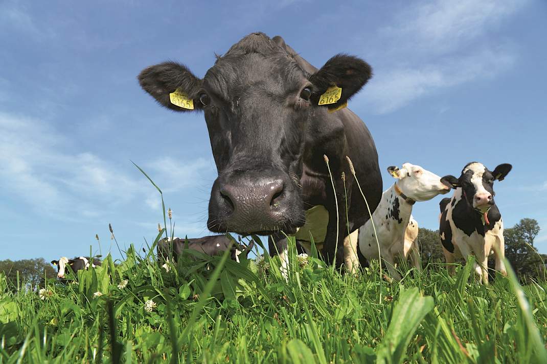 Koeien in een kruidenrijk grasland