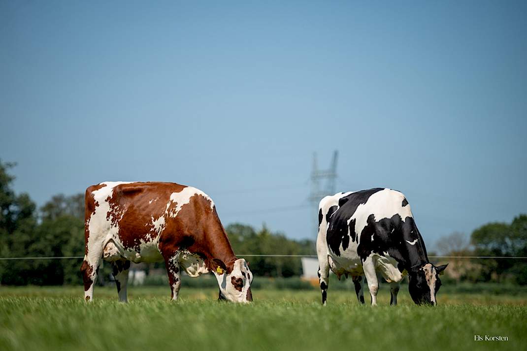 Van Holstein naar ProCROSS