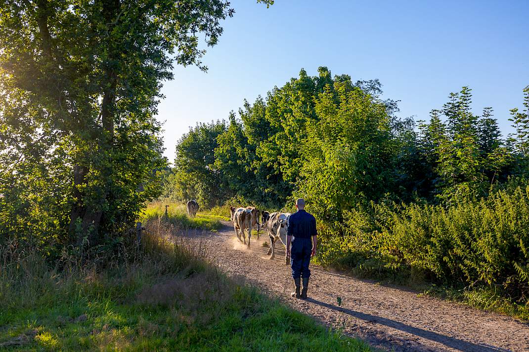 Boeren onderhouden heggen in het Friese coulisselandschap.