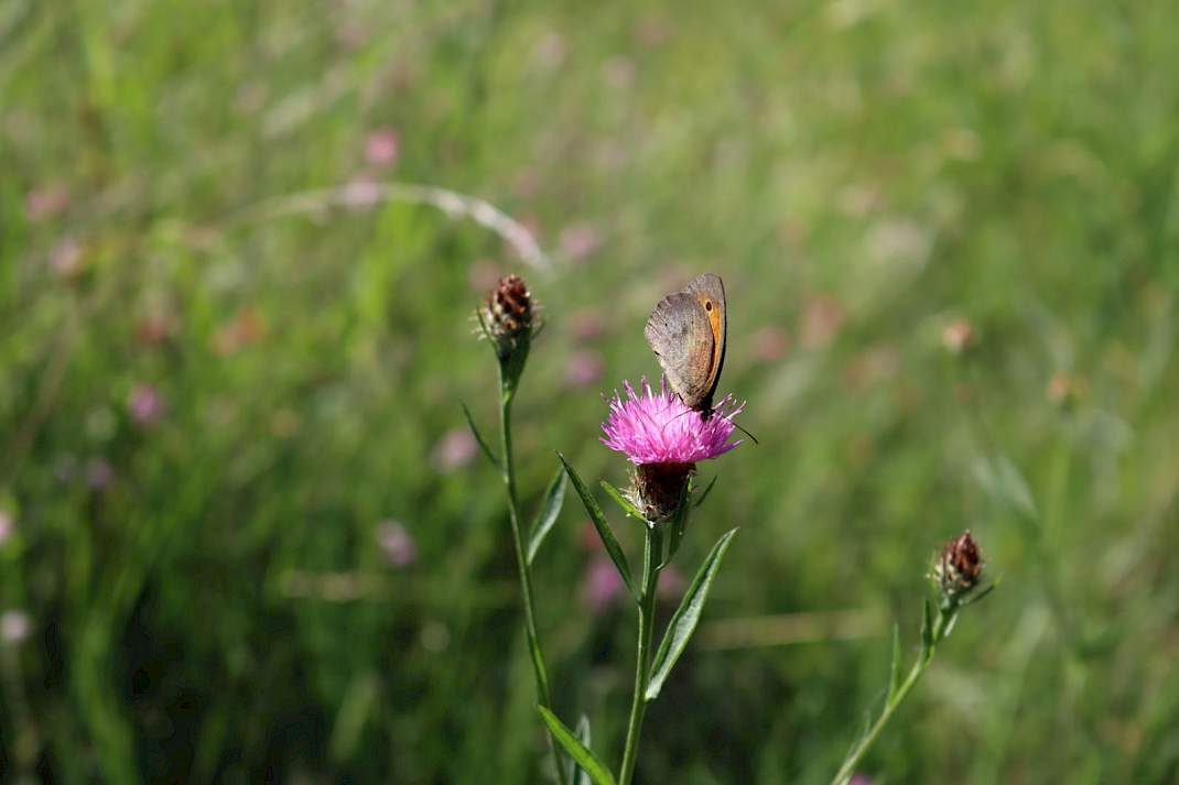 Vlinder op knautia