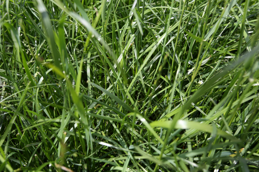 Close-up van bladeren van Engels raaigras