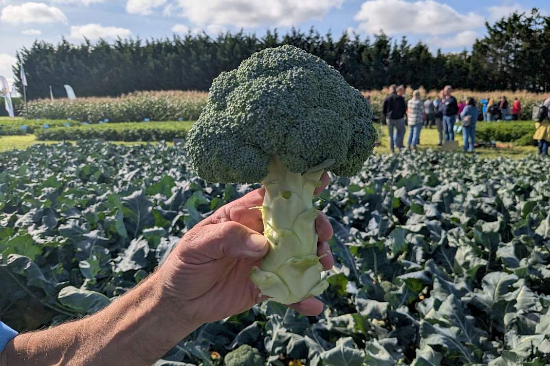 Broccoli in een hand