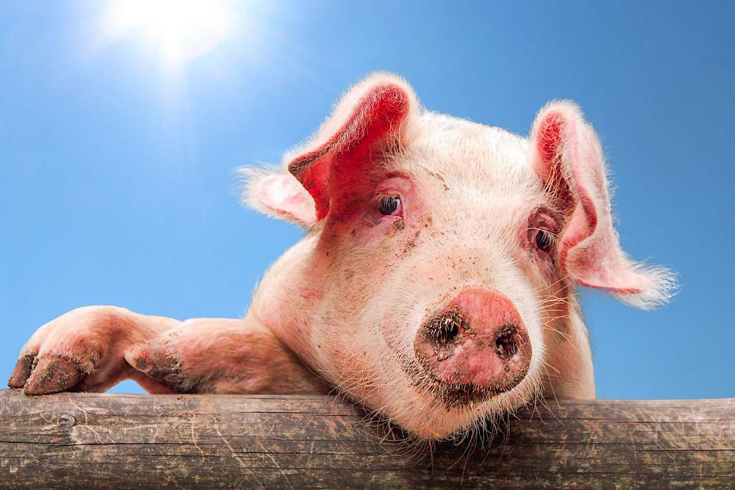 Recordzomer laat najaarsdip bij zeugen dit jaar zwaarder uitpakken