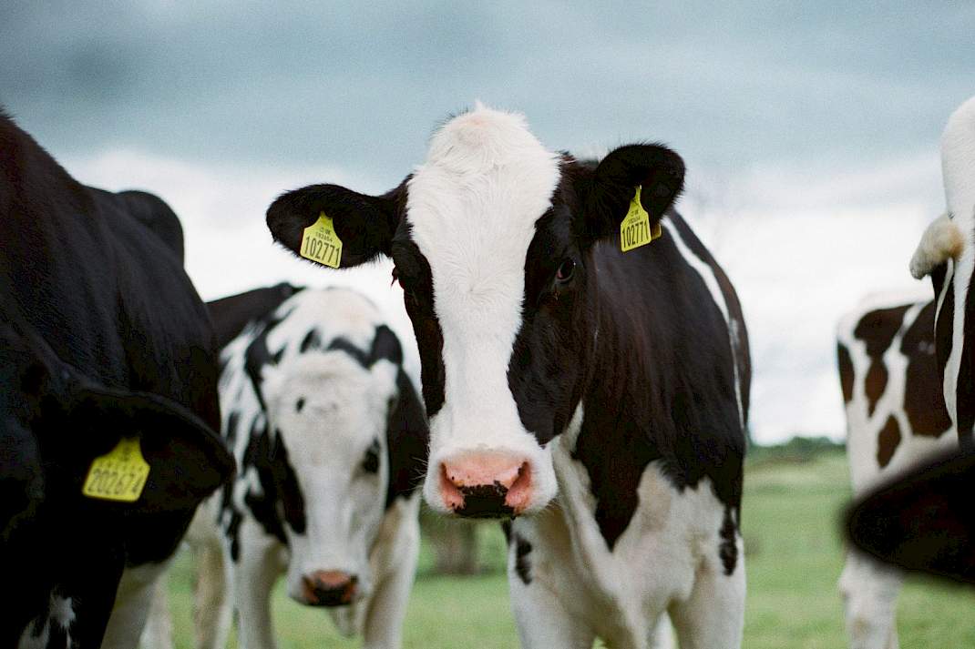 Holsteins in de Yorkshire Dales.