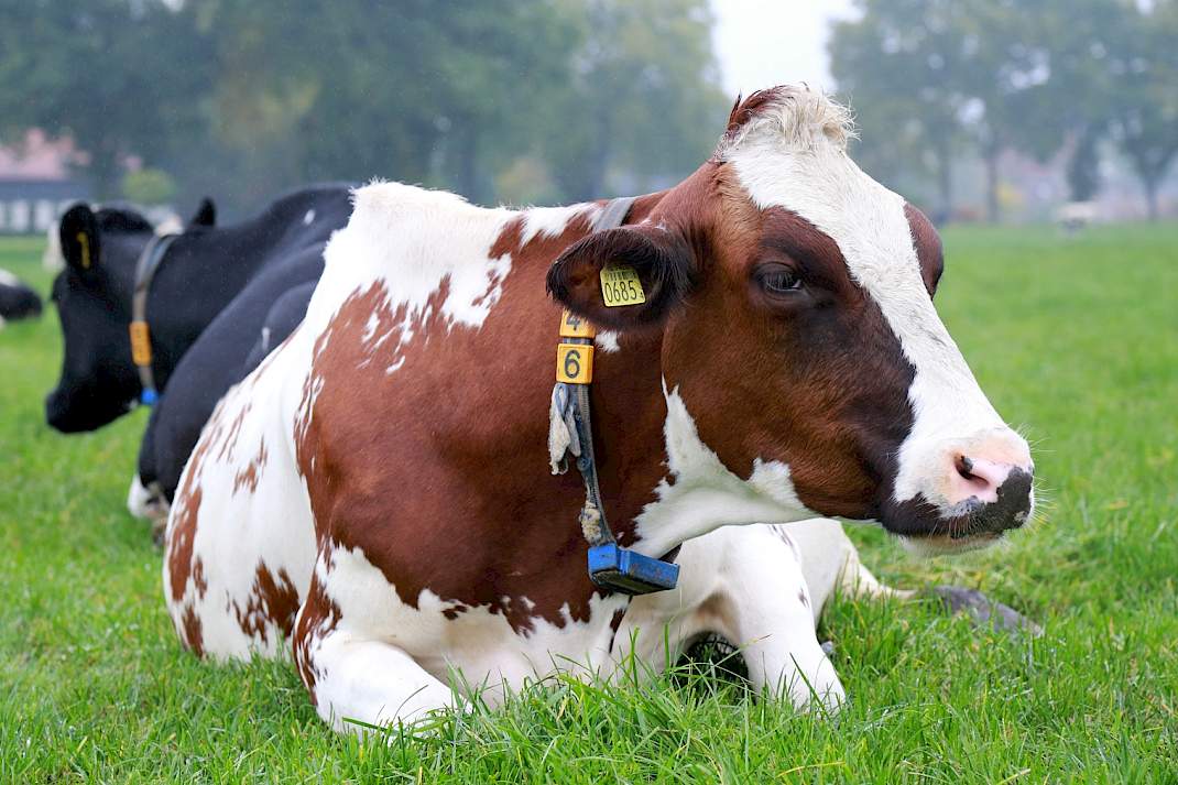 Koe met halsband om