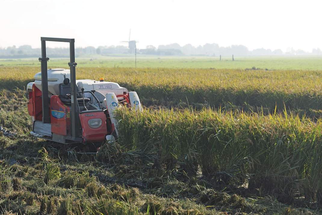 Omdat er geen rijst verbouwd werd in Nederland, moest er een oogstmachine ge&iuml;mporteerd worden uit Itali&euml;.