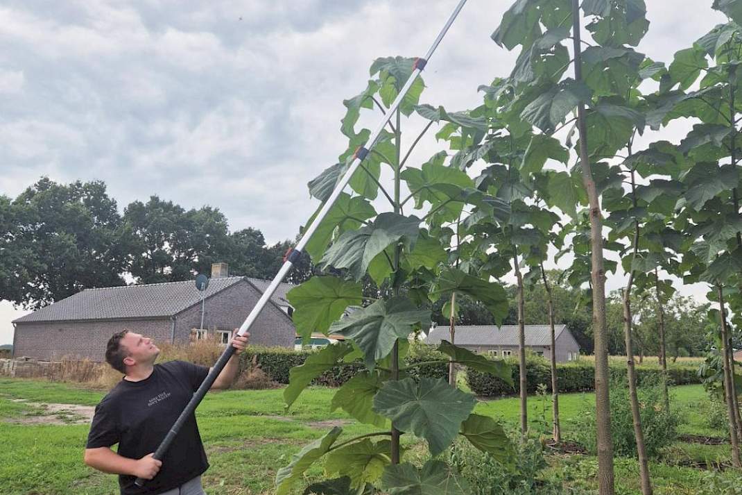 Het snoeiwerk is arbeidsintensief en gebeurt drie keer per jaar.