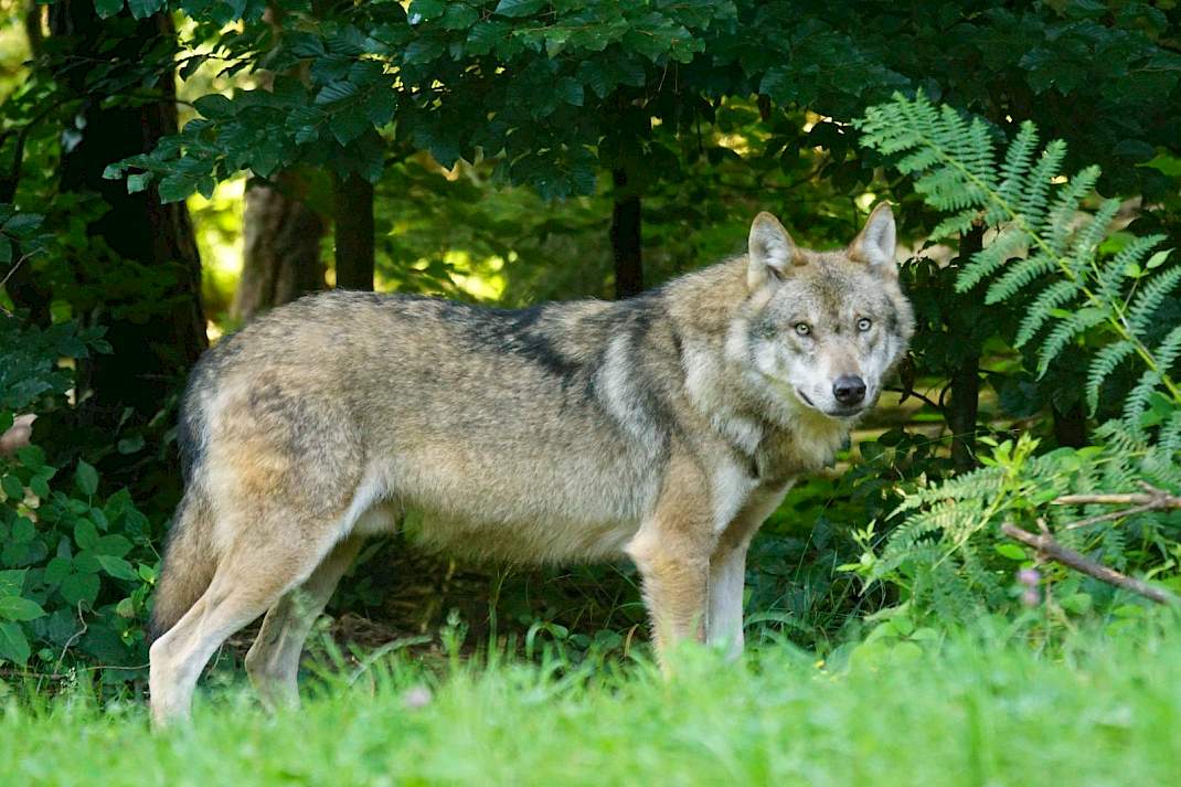 Een wolf in het bos