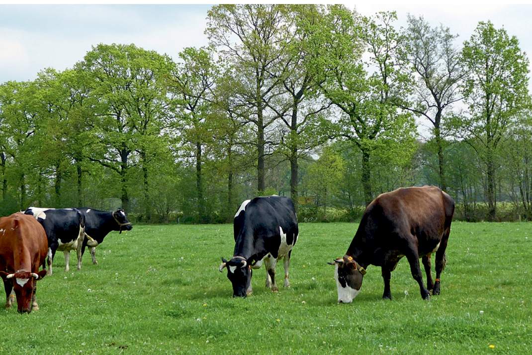 Koeien met hoorns in de wei