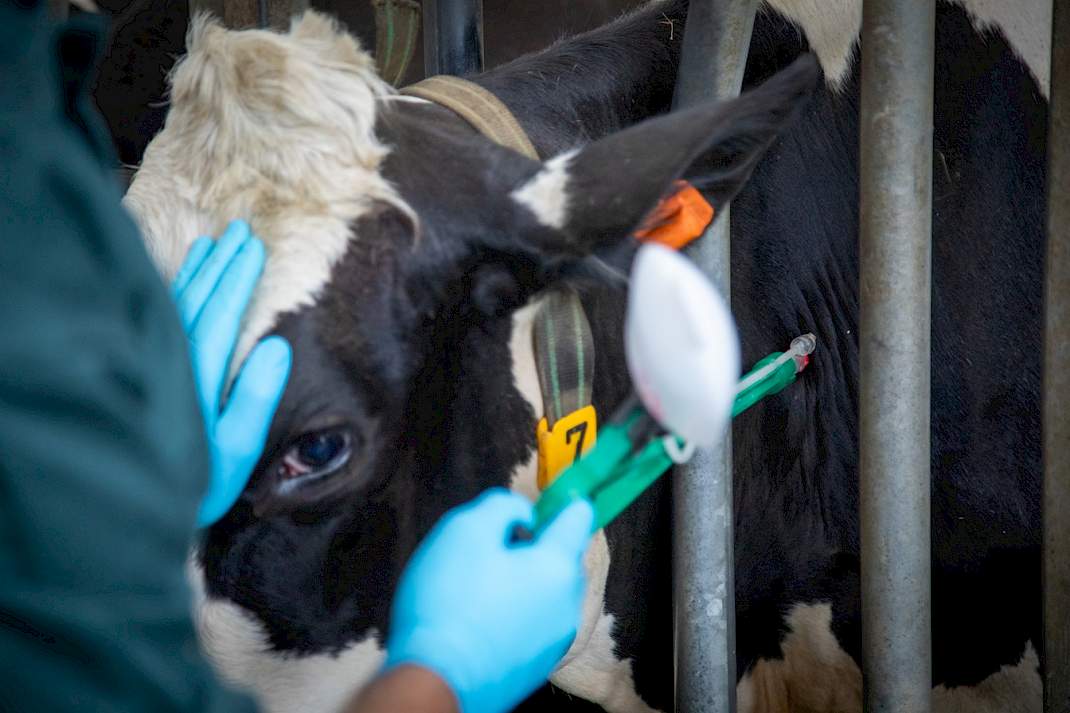 Een koe krijgt een vaccin
