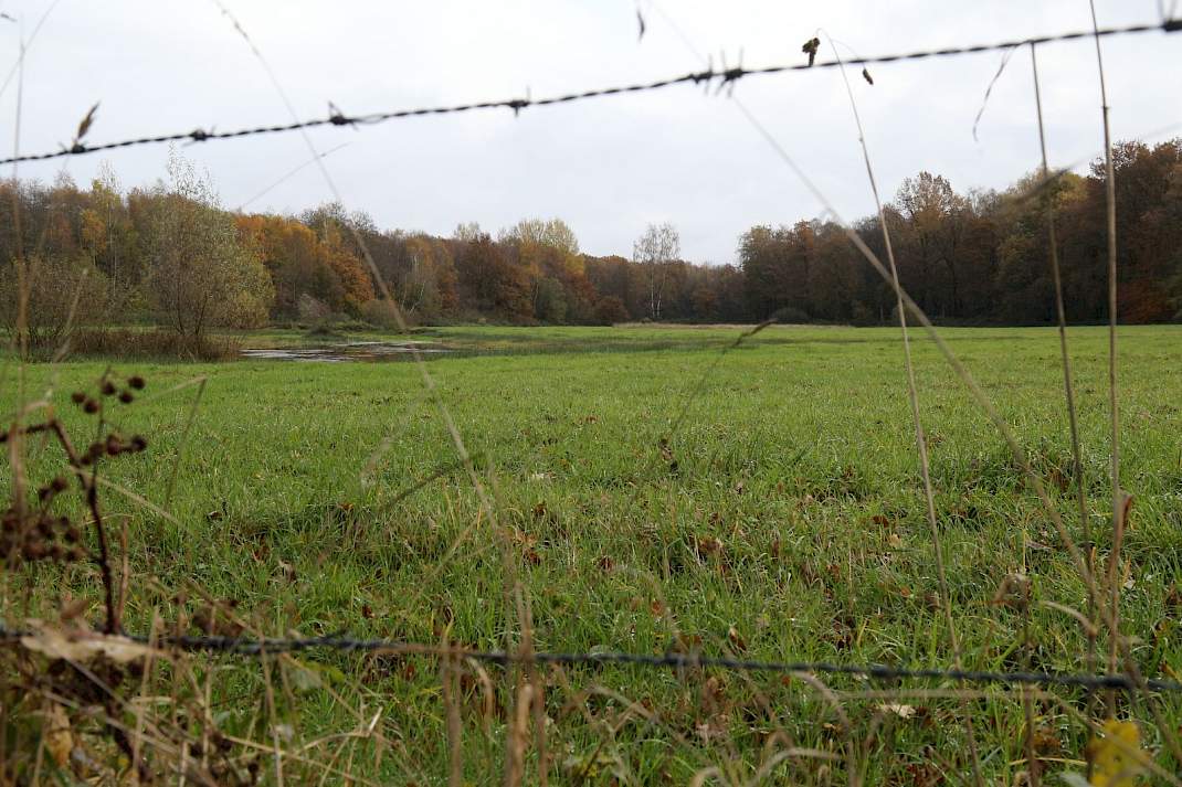 Gebied met gras en water, omringd door bomen en prikkeldraad. Het betreft Natura 2000-gebied Aamsveen