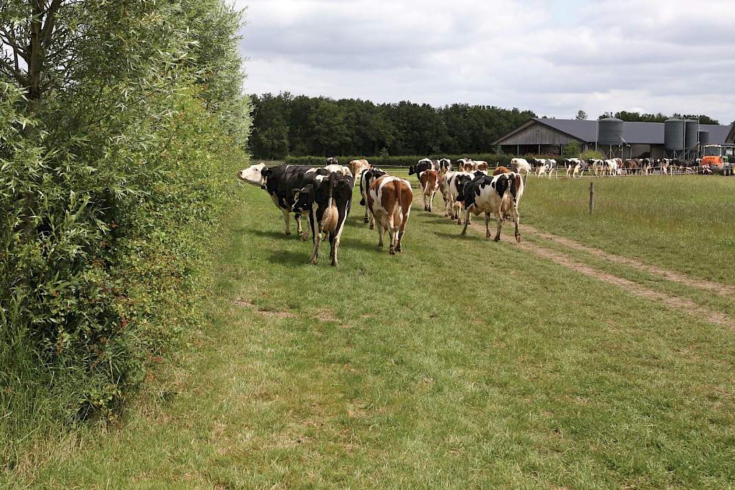 Agroforestry