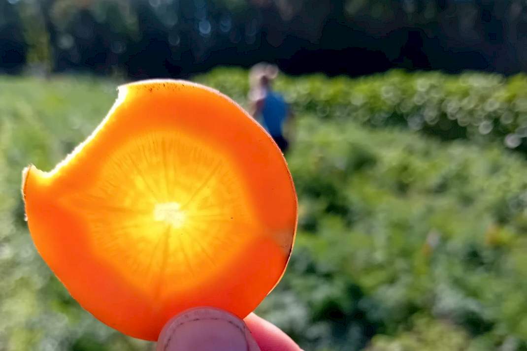 Biologische zaadvaste rassen