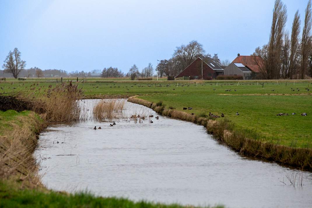 Landschap Friesland met sloot, weides en boerderij