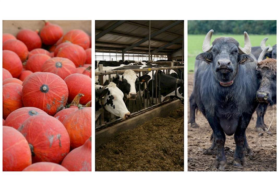 Pompoenen, waterbuffels en koeien