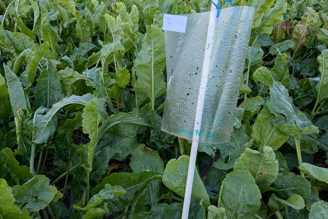Plakval voor glasvleugelcicaden