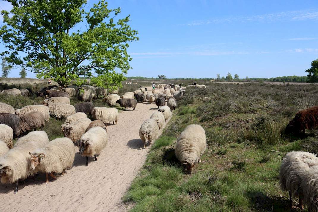 schapen op de heide