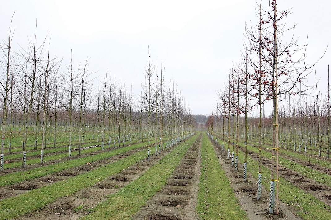 Boomkweker boomkwekerij rijen bomen horst