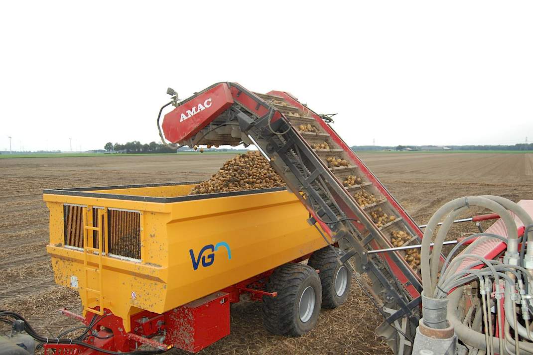 Aardappelen worden gerooid