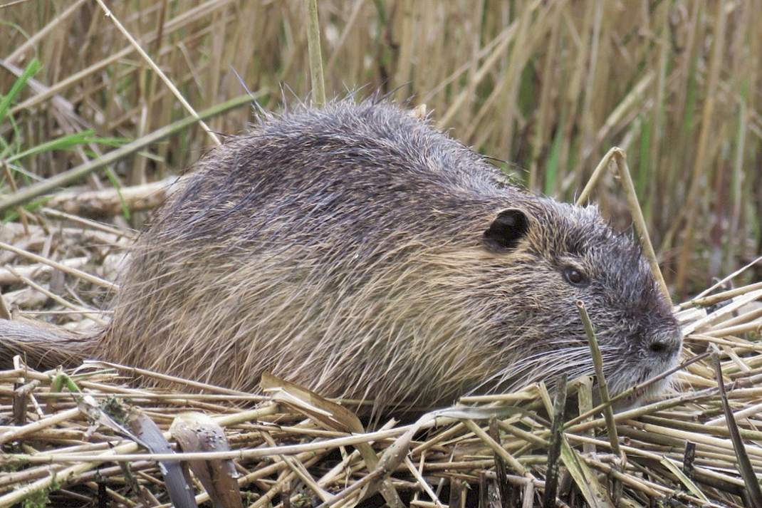Muskusrat