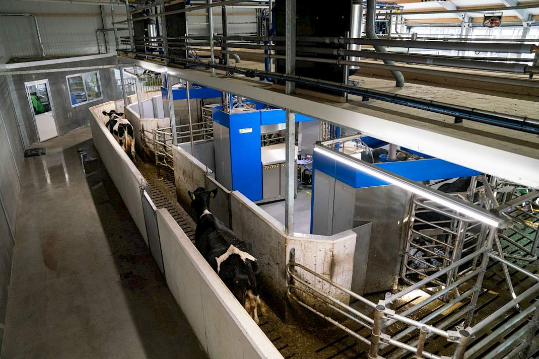 Melkrobot in een melkveestal