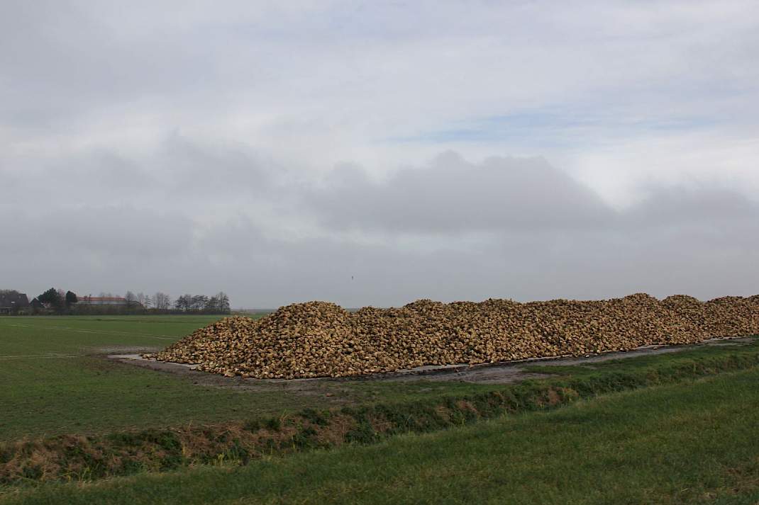 Bietenhoop klaar voor verlading