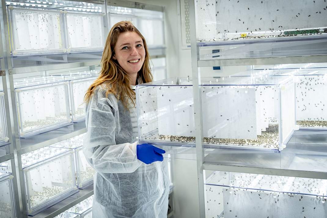 Anne Kippers steriele vliegen uienvlieg lab