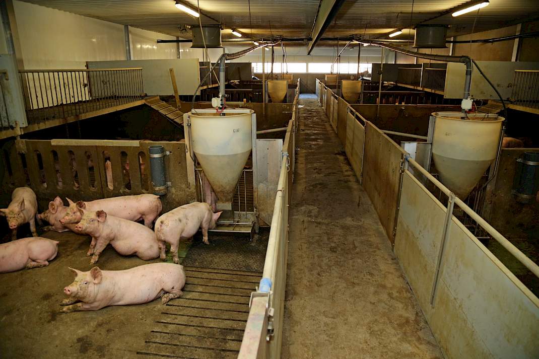 plateausysteem bij de vleesvarkens