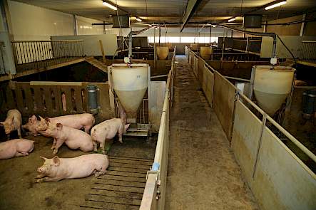 plateausysteem bij de vleesvarkens