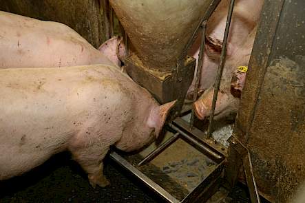Sensorvoeding vleesvarkens