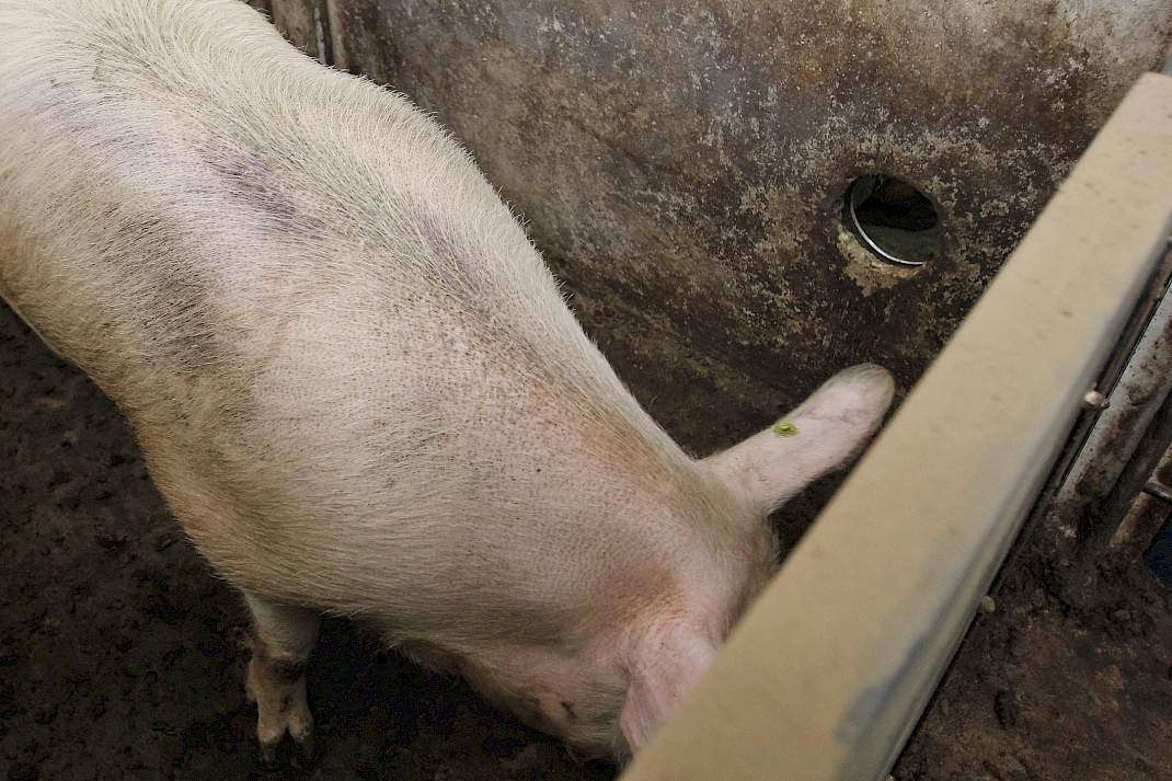 Zoekberenhok met berigheidsdetectie