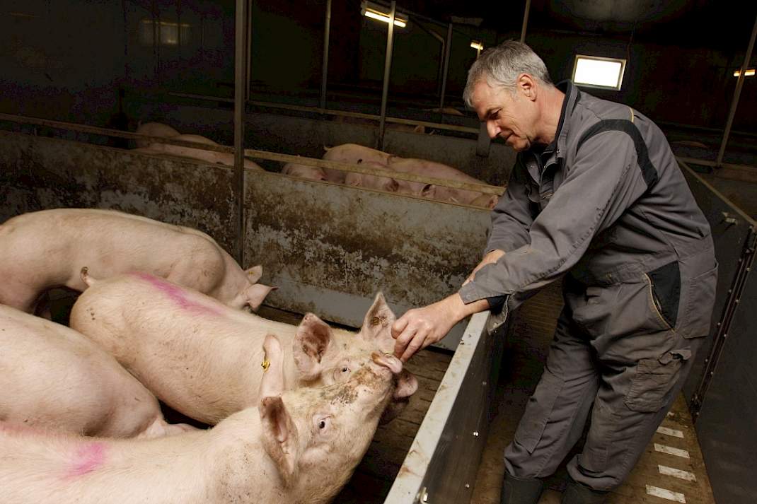 Dirk Dekker bij de vleesvarkens