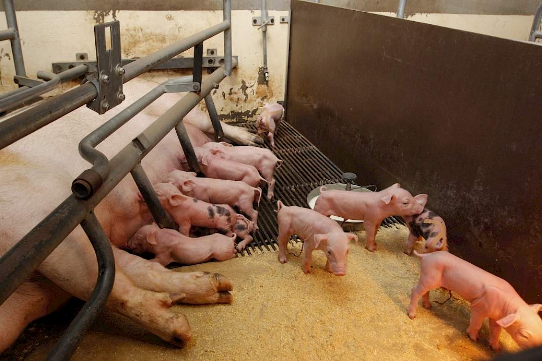 biggen toom biestproductie
