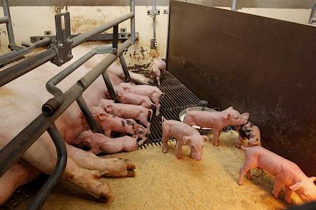 biggen toom biestproductie