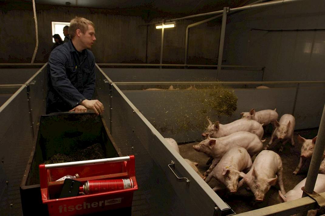 afleidingsmateriaal luzerne vleesvarkens