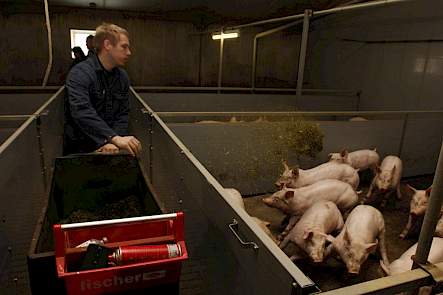 afleidingsmateriaal luzerne vleesvarkens
