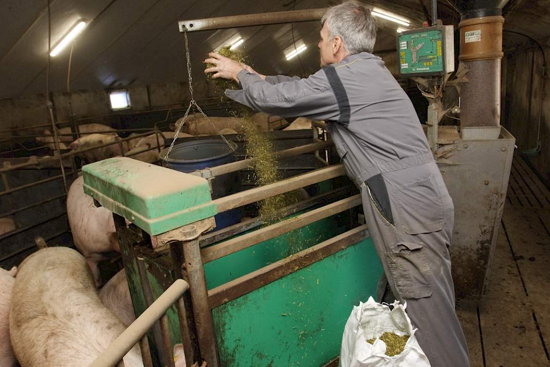 luzerne afleidingsmateriaal dragende zeugen groepshuisvesting